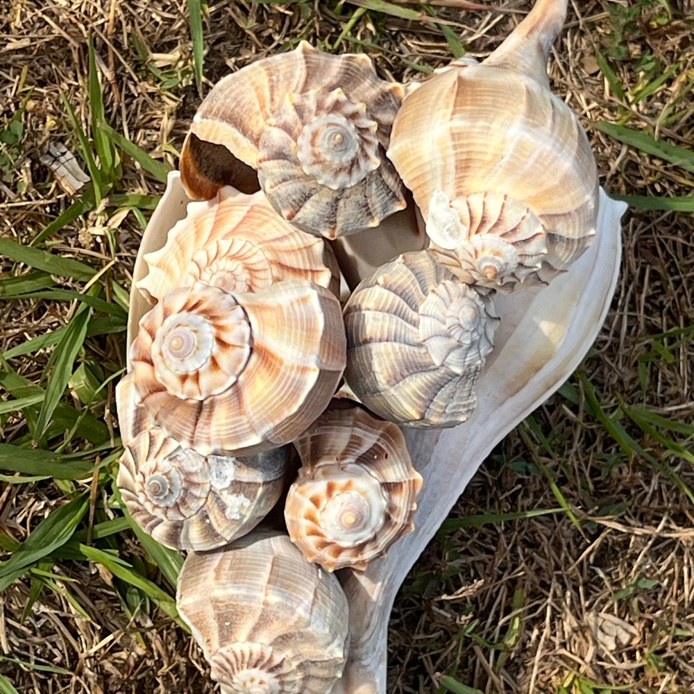 Natural Seashell Collection, set of 5 Florida lightning whelk shells 3”-12” - Picture 6 of 7